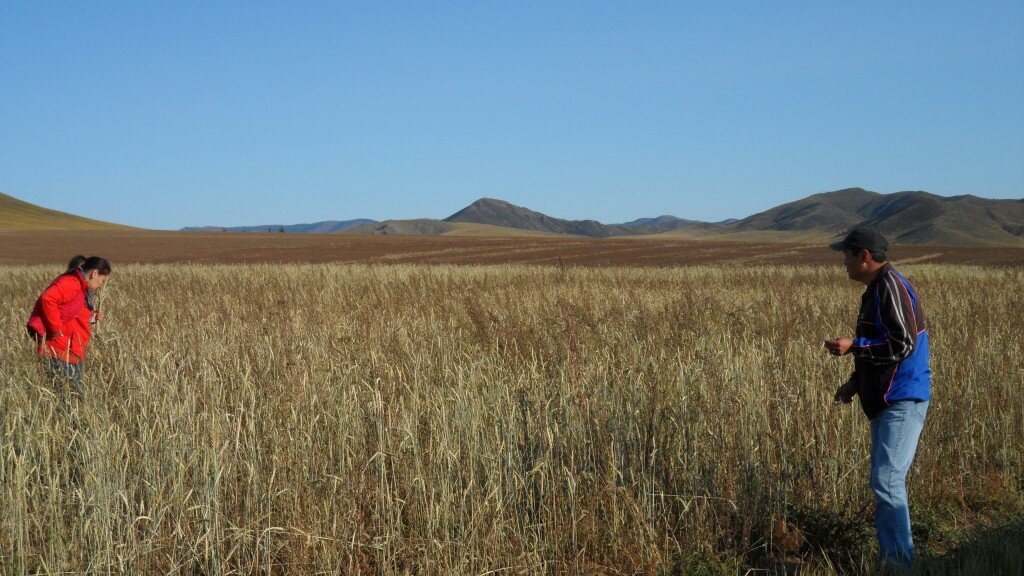 Collecting wheat for fertility rites in the vast Mongolian steppe; near Amarbayasgalant Monastery.